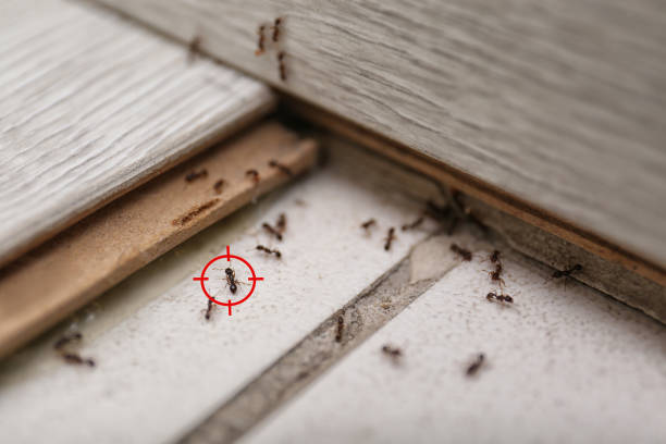 Best Best Pest Control Companies  in Amery, WI