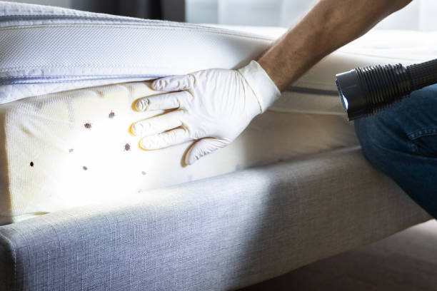 Reliable Amery, WI Pest Control Solutions