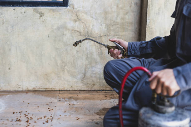 Best Wasp Removal Services  in Amery, WI